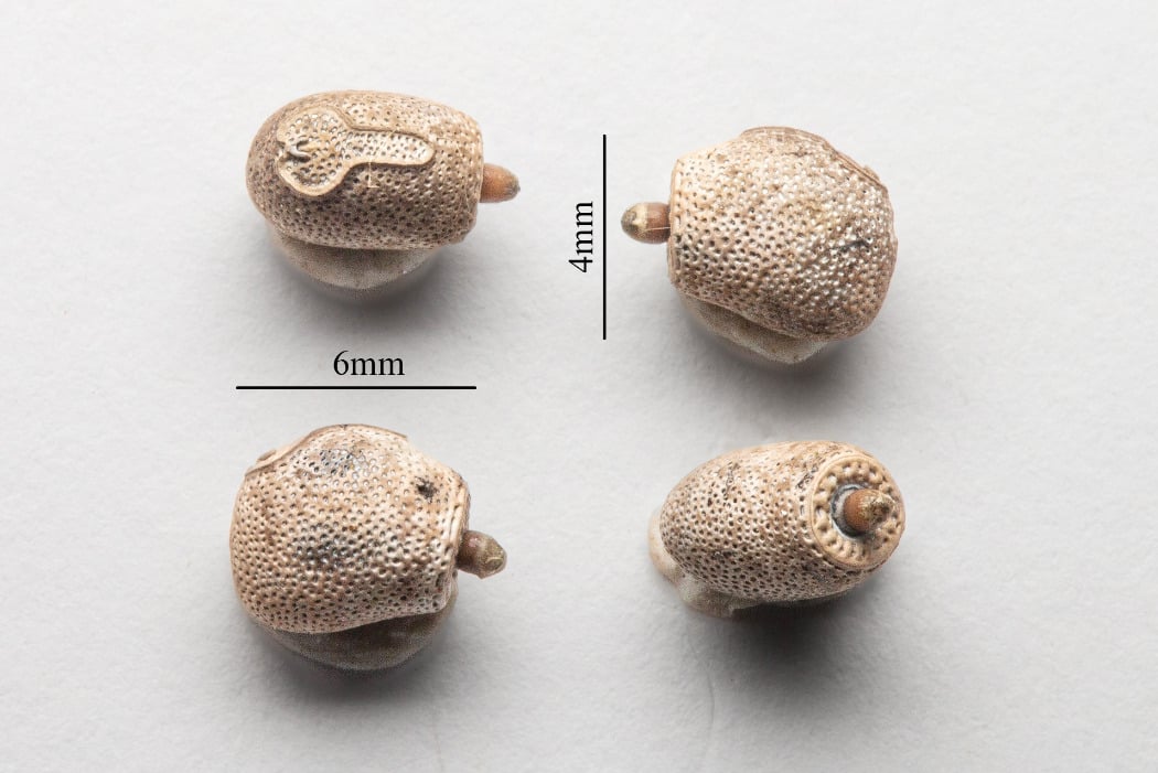 Giant Stickbug Egg